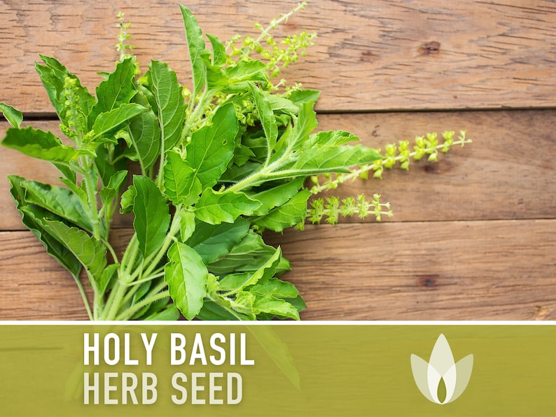 Holy Basil, Tulsi Heirloom Herb Seeds - Culinary Herb, Non-GMO, Open Pollinated