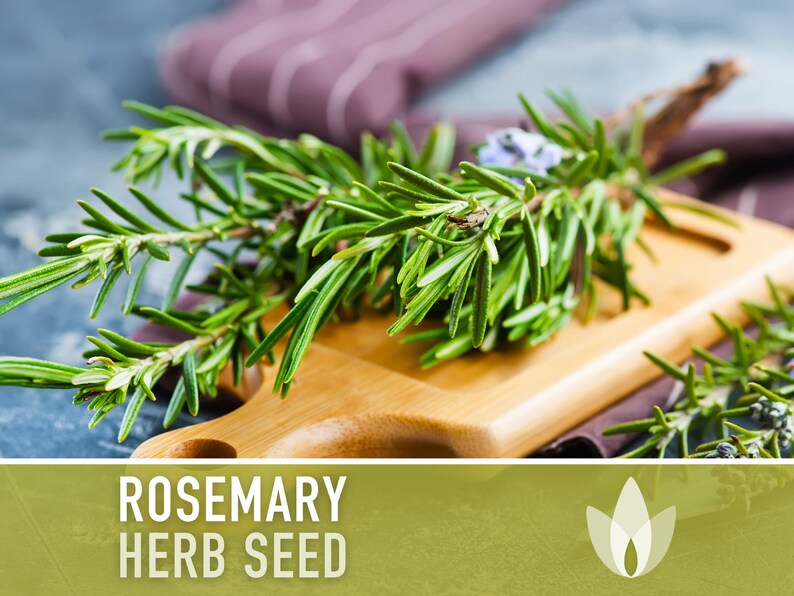 Rosemary Herb Seeds - Heirloom Seeds, Culinary Herb, Medicinal Herb, Open Pollinated, Perennial, Rosmarinus Officinalis, Non-GMO