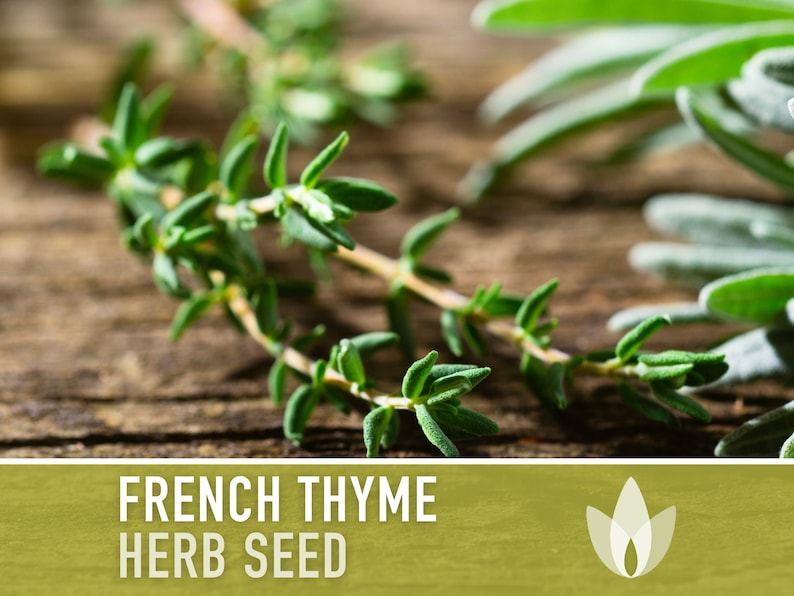 French Thyme Seeds - Heirloom Seeds, Medicinal Herb, Culinary Herb, Summer Thyme, Kitchen Herb, Vulgaris, Open Pollinated, Non-GMO
