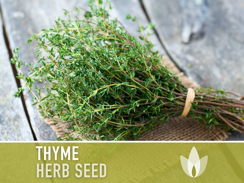 Thyme Vulgaris Heirloom Herb Seeds - Culinary Herb, Open Pollinated, Non-GMO