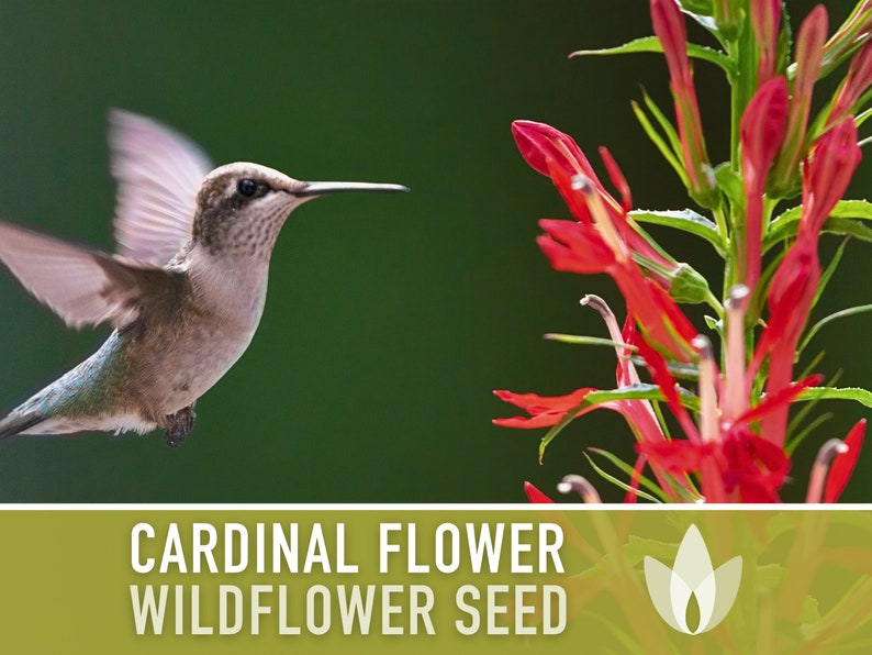 Cardinal Flower Seeds - Heirloom Seeds, Hummingbird Garden, Lobelia Cardinalis, Wildflower Seeds, Native Seeds, Rain Garden, Non-GMO