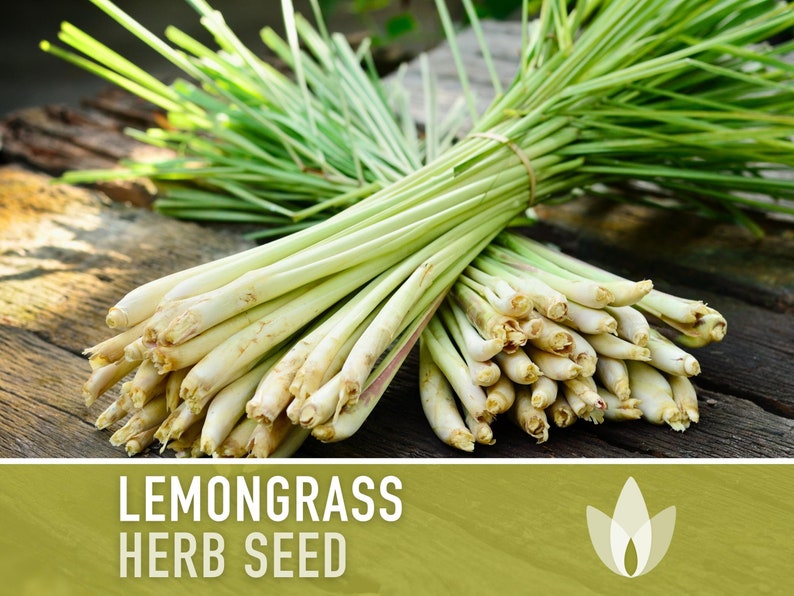 Lemongrass Herb Seeds - Culinary Herb, Medicinal Herb, Tropical Herb, Hydroponics, Heirloom, OP, Non-GMO
