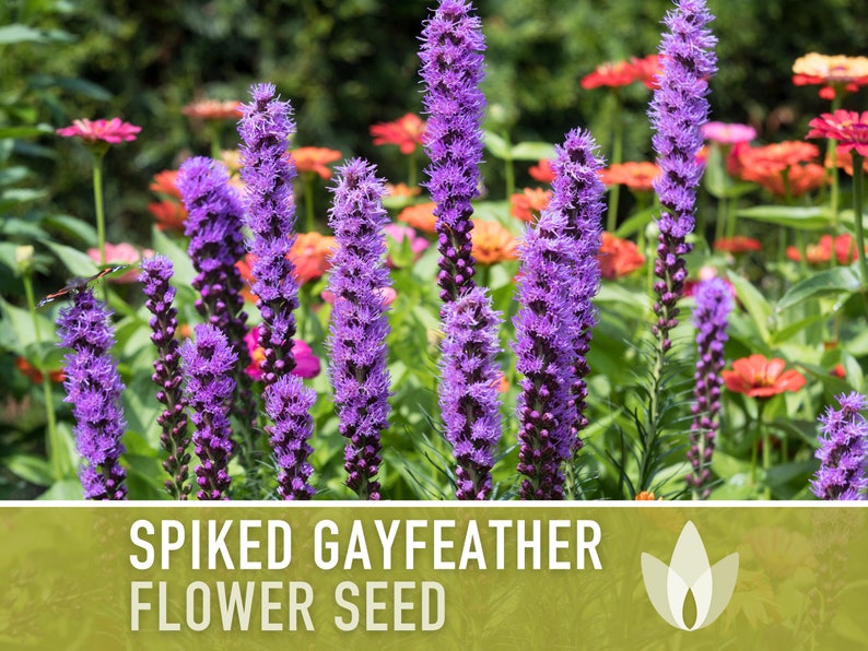 Spiked Gayfeather Flower Seeds - Heirloom Seeds, Monarch Favorite, Medicinal Plant, Blazing Star, Prairie Feather, Liatris Spicata, Non-GMO
