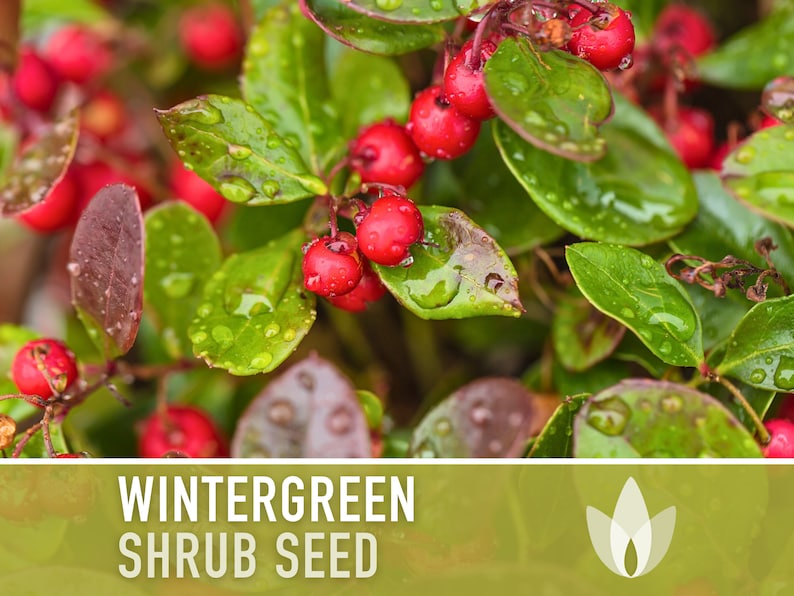 Wintergreen Seeds - Heirloom Seeds, Eastern Teaberry, Medicinal & Culinary Herb, Ground Cover, Open Pollinated, Non-GMO