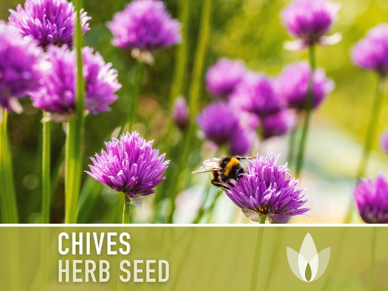 Chives Heirloom Herb Seeds