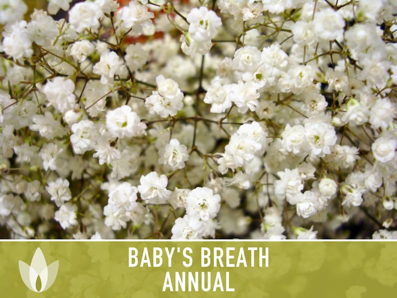 Baby's Breath, Annual Flower Seeds Heirloom Seeds, Wedding Bouquets,