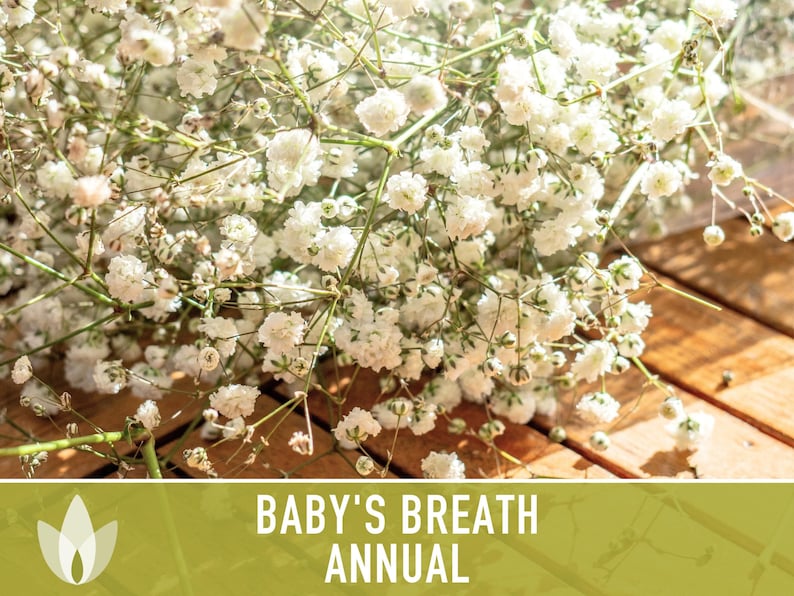 Baby's Breath, Annual Flower Seeds Heirloom Seeds, Wedding Bouquets,