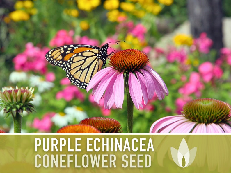Echinacea, Purple Coneflower Heirloom Seeds, Flower Seeds, Wildflower, Native Seeds