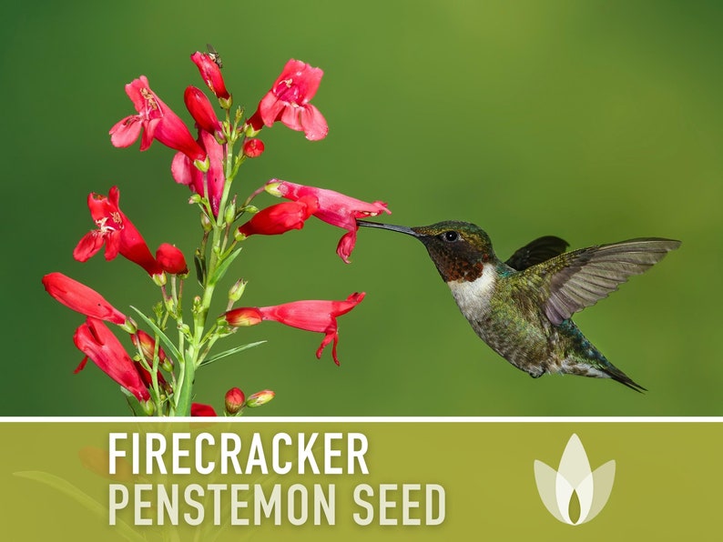 Firecracker Penstemon (Beardtongue) Seeds - Heirloom Seeds, Native Wildflower, Pollinator Garden, Penstemon Eatonii, OP, Non-GMO