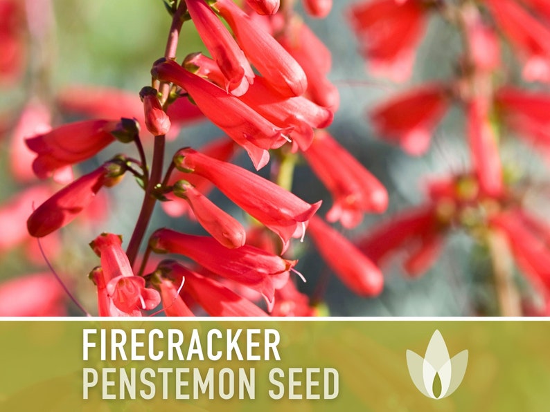 Firecracker Penstemon Flower Seeds - Heirloom Seeds, Beardtongue Seeds, Red Tubular Flowers, Penstemon Eatonii, Open Pollinated, Non-GMO