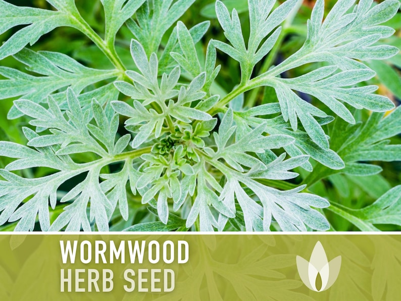 Wormwood Organic Medicinal Herb Seeds - Artemisia Absinthium, Heirloom, Non-GMO