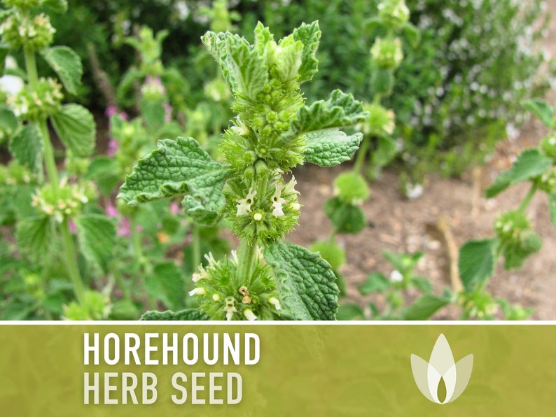 Horehound Medicinal Herb Seeds - Seed of Horus, Houndsbane, Heirloom, Mint Family, Herbal Tea, Digestive Aid, Folk Remedy, Non-GMO