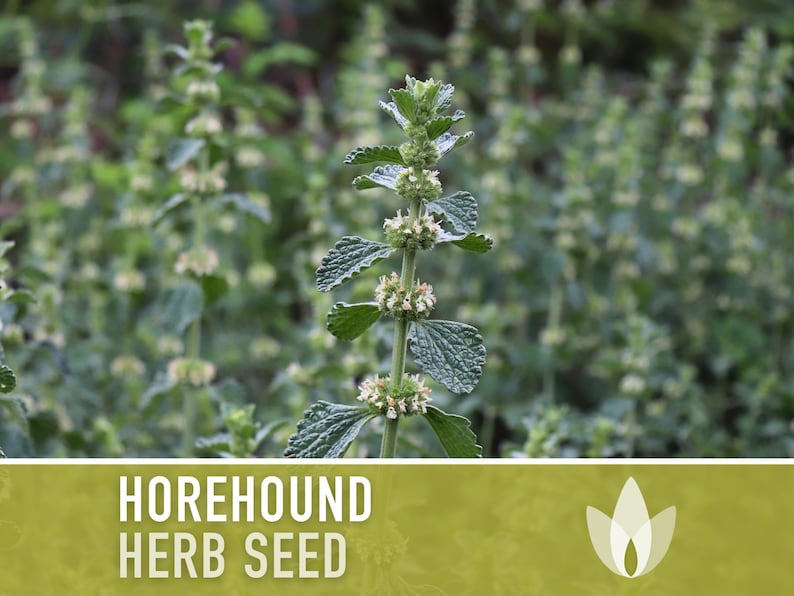 Horehound Medicinal Herb Seeds - Seed of Horus, Houndsbane, Heirloom, Mint Family, Herbal Tea, Folk Remedy, Non-GMO