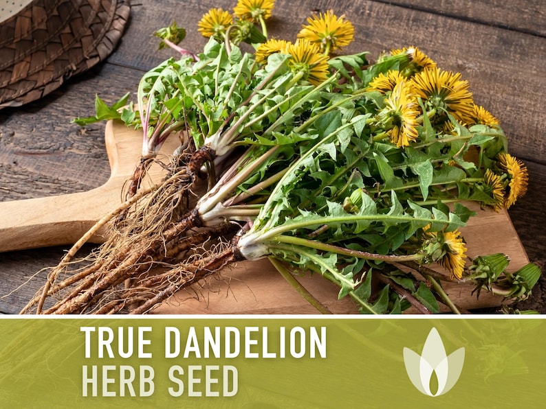 Dandelion, True Flower Seeds - Heirloom Seeds, Fresh Salad, Medicinal Herb, Open Pollinated, Taraxacum Officinale, Non-GMO