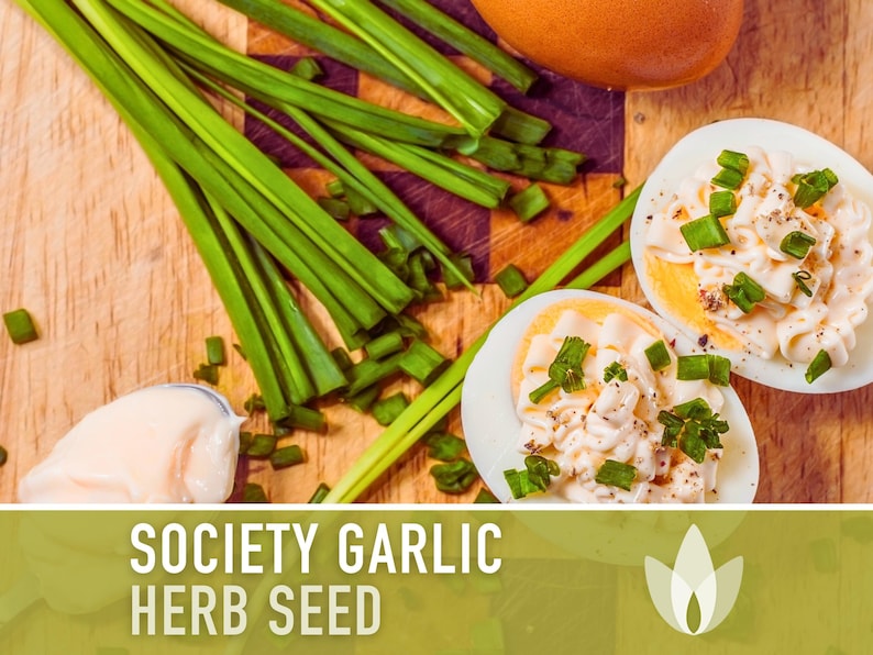 Society Garlic Seeds - Heirloom Seeds, Tulbaghia Violacea, Culinary Herb Seeds, Garlic Chives, Lilac Flowers, Open Pollinated, Non-GMO