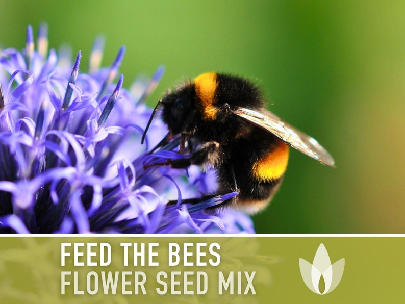 Feed the Bees Mix Heirloom Seeds, Flower Seeds, Wildflower