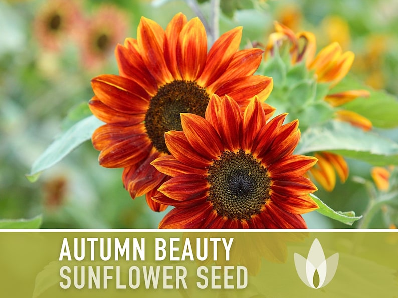 Autumn Beauty Sunflower Seeds -  Heirloom Seeds, Seed Packets, Flower Seeds, Sunflower, Non GMO, Open Pollinated