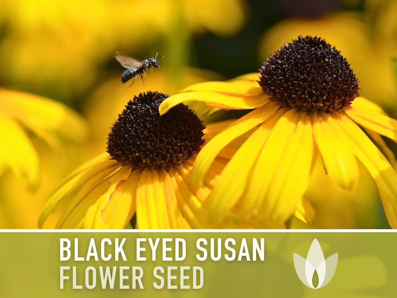 Black-Eyed Susan Flower Seeds, Heirloom, Native, Flower Seeds