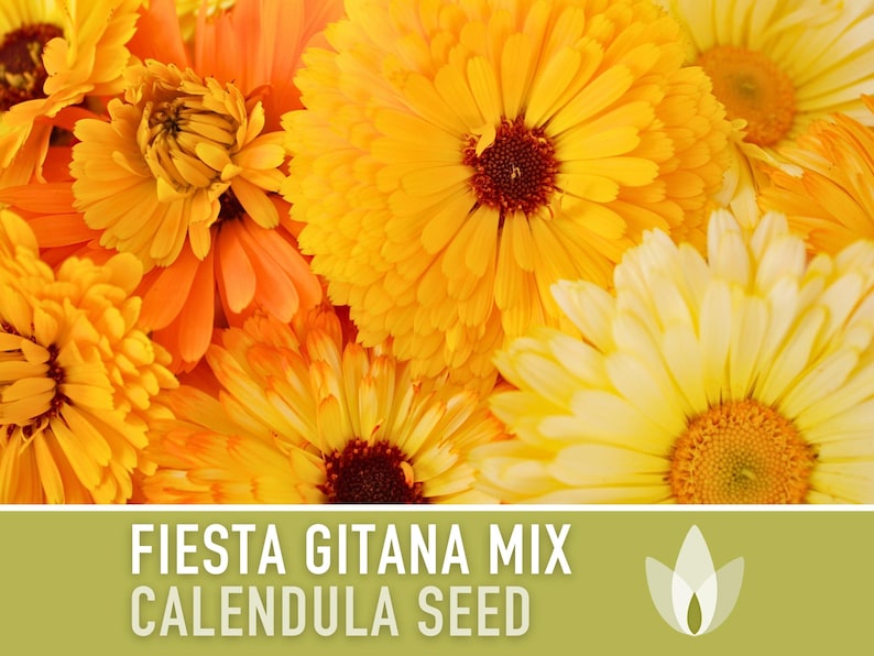 Calendula Officinalis, Fiesta Gitana Heirloom Seeds, Flower Seeds