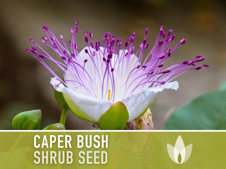 Caper Seeds - Heirloom Seeds, Caper Bush Seeds, Medicinal & Culinary Herb, Capparis Spinosa, Flinders Rose, Evergreen, OP, Non-GMO
