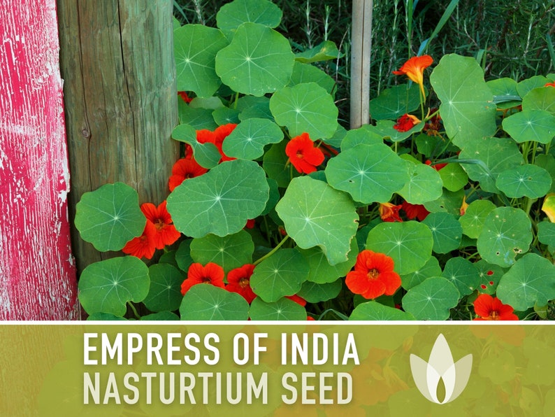 Nasturtium (Dwarf), Empress of India Heirloom Seeds, Flower Seeds, Edible Flower
