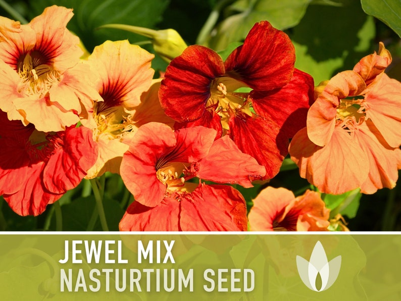 Nasturtium Jewel Mix Dwarf Heirloom Flower Seeds