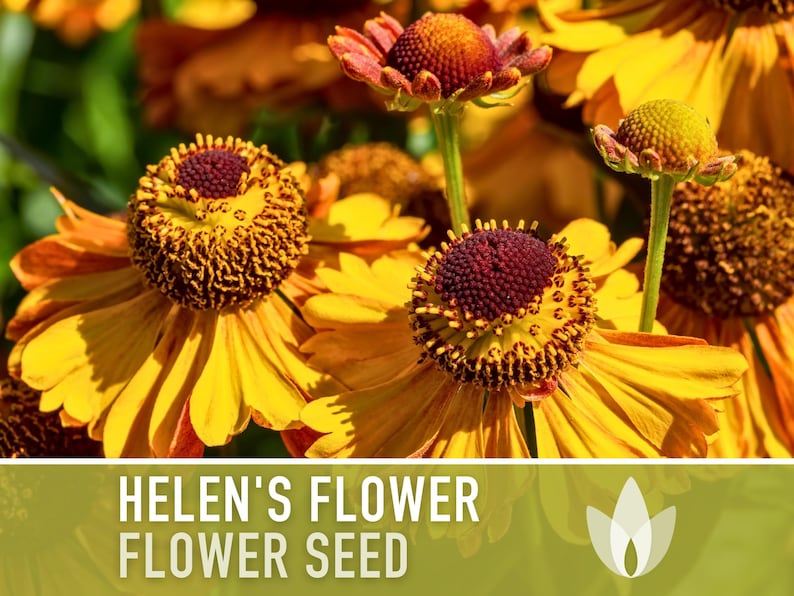 Helen's Flower Seeds - Heirloom, Native, Yellow Flowers, Perennial, Bee Friendly, Butterfly Garden, Open Pollinated