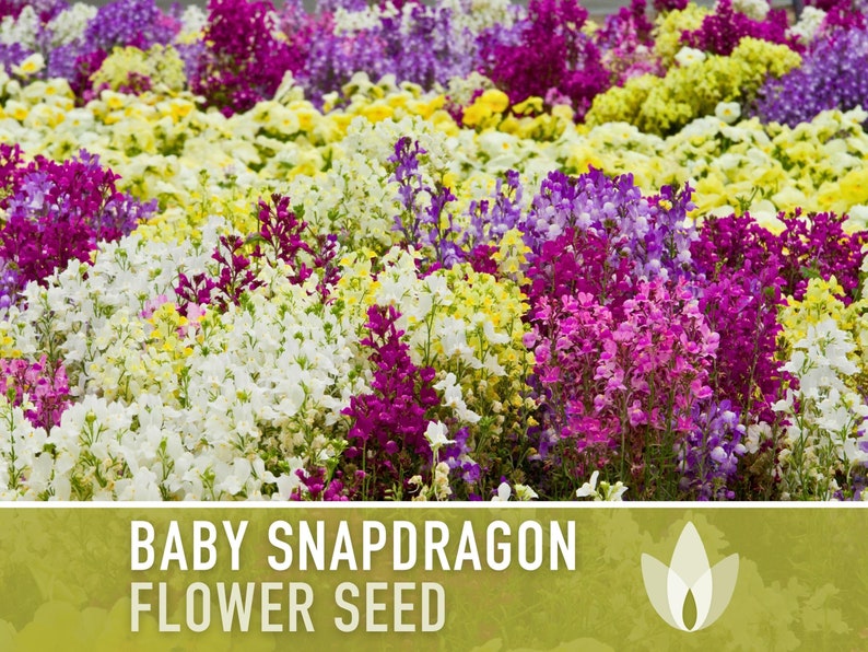 Baby Snapdragon (Toadflax) Flower Seeds - Heirloom Seeds, Spurred Snapdragon, Fast Blooms, Pollinator Friendly, Linaria Maroccana, Non-GMO