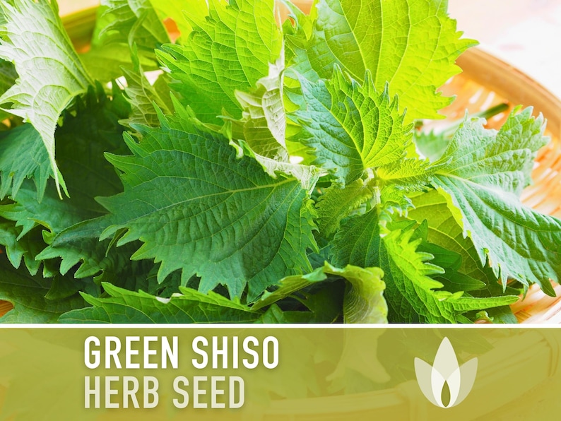 Green Shiso Herb Seeds - Heirloom Seeds, Asian Seeds, Culinary Herb, Perilla Seeds, Umeboshi Plums, Radish Pickles, Open Pollinated, Non-GMO