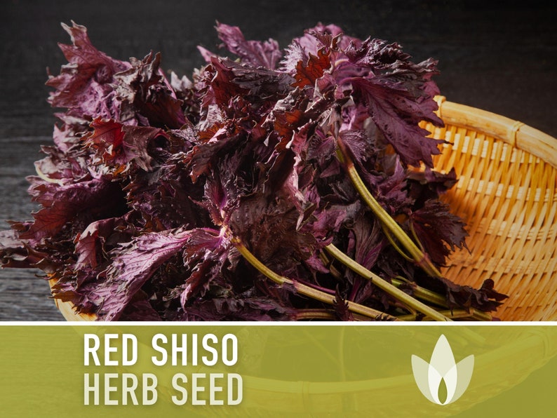 Red Shiso Herb Heirloom Seeds - Non-GMO, Open Pollinated, Untreated