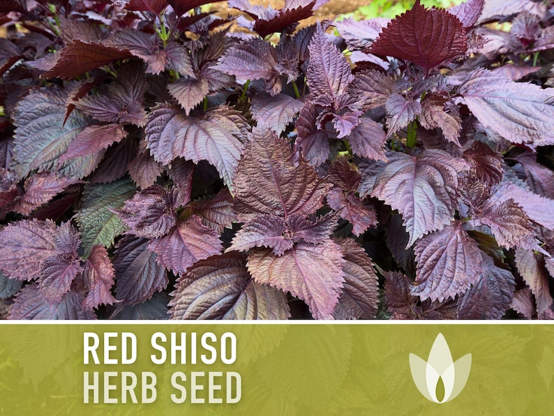 Red Shiso Herb Seeds - Heirloom Seeds, Medicinal Herb, Asian Cuisine, Annual, Open Pollinated, Non-GMO