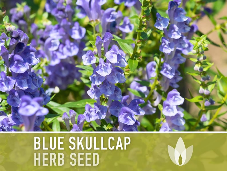 Mad Dog Skullcap Seeds - Heirloom Seeds, Blue Skullcap Flowers, Virginia Skullcap, Medicinal Herb, Pollinator Friendly, Non-GMO
