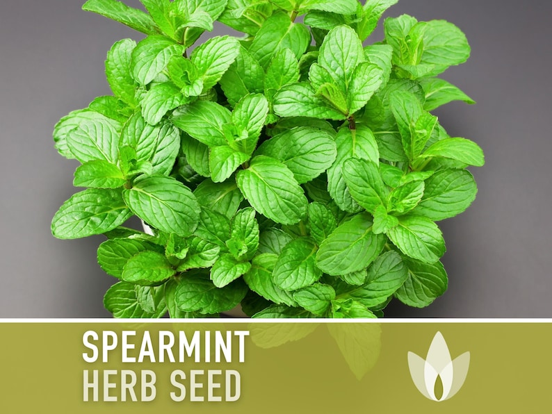 Spearmint Heirloom Seeds - Medicinal & Culinary Herb, Open Pollinated, Non-GMO