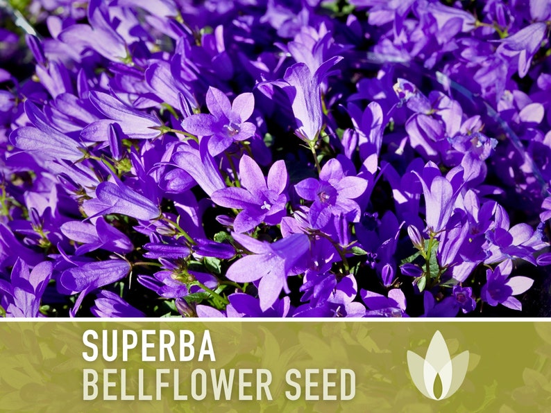 Superba Bellflower Flower Seeds - Heirloom Seeds, Clustered Bellflower, Deep Violet Blooms, Bee Friendly, Campanula Glomerata, Non-GMO