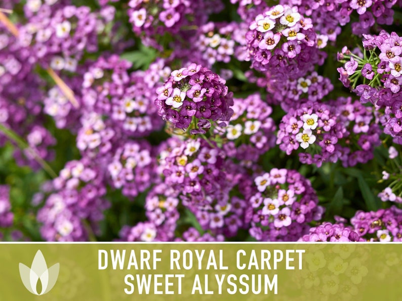 Sweet Alyssum, Royal Carpet Flower Seeds Heirloom Seeds, Light Purpl