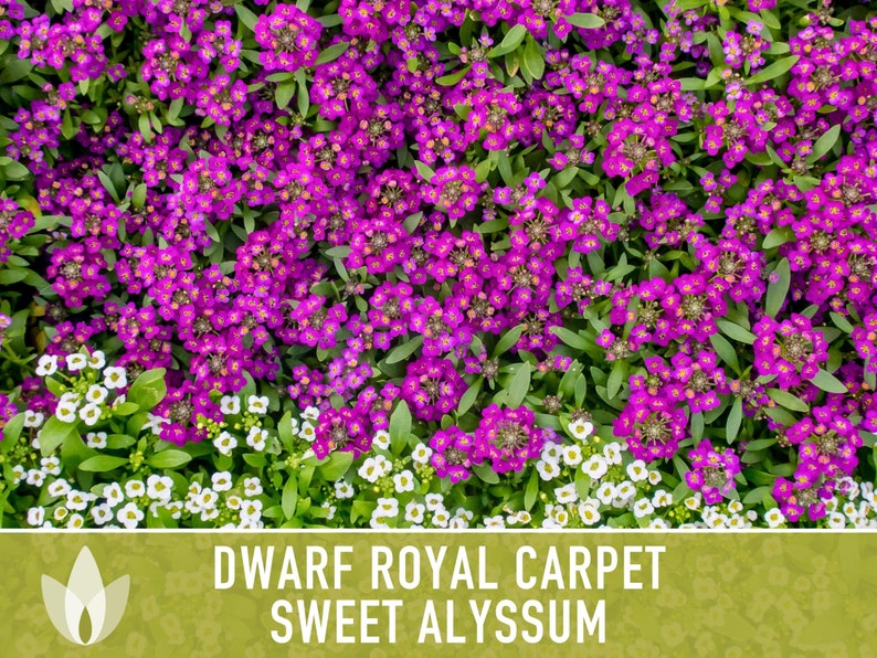 Sweet Alyssum, Royal Carpet Flower Seeds - Heirloom Seeds, Light Purple Blooms, Ground Cover, Bee Friendly, Lobularia Maritima, OP, Non-GMO
