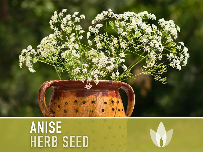 Anise Herb Seeds - Heirloom Seeds, Culinary & Medicinal Herb, Pollinator Garden, Licorice Aroma, Pimpinella Anisum, Open Pollinated, Non-GMO
