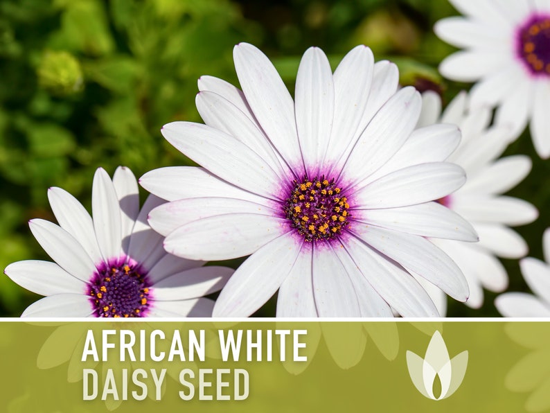 African White Daisy Heirloom Flower Seeds - White Cape Daisy, Cut Flowers, Container Garden, Craft Flowers, Cottage Garden, Deer Resistant
