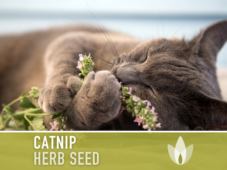 Catnip Herb Heirloom Seeds