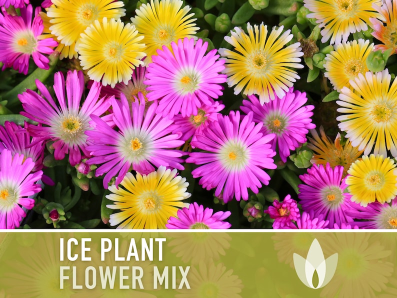 Ice Plant Mix Flower Seeds - Heirloom Seeds, Ground Cover, Succulent, Mixed Blooms, Daisy Seeds, Open Pollinated, Non-GMO