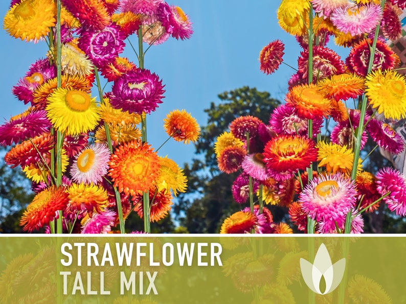 Strawflower, Tall Mix Heirloom Seeds - Flower Seeds, Cut Flower, Dried Flower, Everlasting Flower, Flower Mix, Bouquet Flowers, Non GMO
