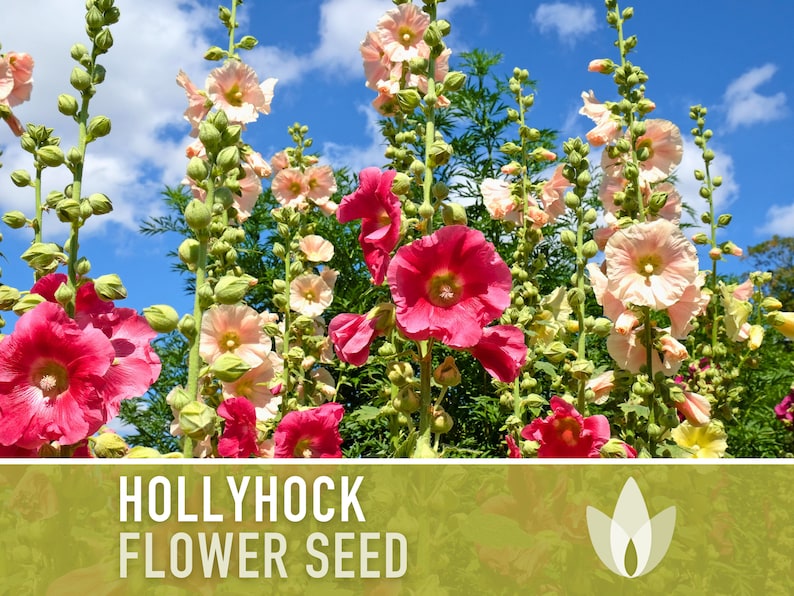 Hollyhock Flower Seeds - Heirloom Seeds, Pink, Yellow, White, & Red Flowers, Biennial, Pollinator Friendly, Hibiscus-like Flowers, Non-GMO