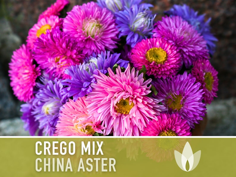 China Crego Mix Aster Flower Seeds, Heirloom, Pollinator Garden, Annual, Fall Flowers, Cut Flowers, Flower Mix