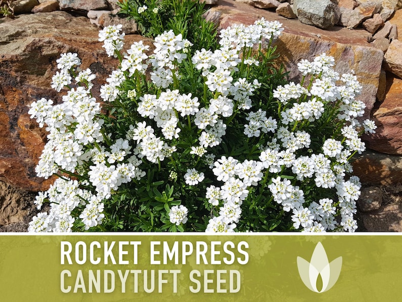 Rocket Empress Candytuft Flower Seeds - Heirloom Seeds, Fragrant White Flower, Bouquet Flower, Iberis Amara, Open Pollinated, Non-GMO