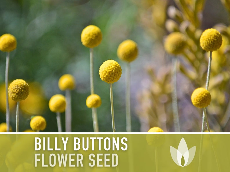 Billy Buttons (Drumsticks) Flower Seeds - Heirloom Seeds, Drumstick Flower, Craspedia Globosa, Cut Flowers, Open Pollinated, Non-GMO