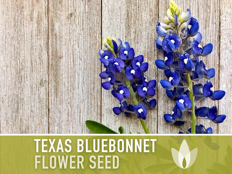 Texas Bluebonnet Flower Seeds - Heirloom Seeds, Texas State Flower, Buffalo Clover, Texas Lupine, Open Pollinated, Non-GMO