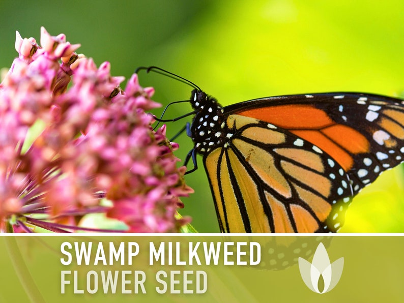 Milkweed, Asclepias Incarnata Seeds - Non-GMO, Open Pollinated, Untreated, Heirloom, Native, Flower Seeds