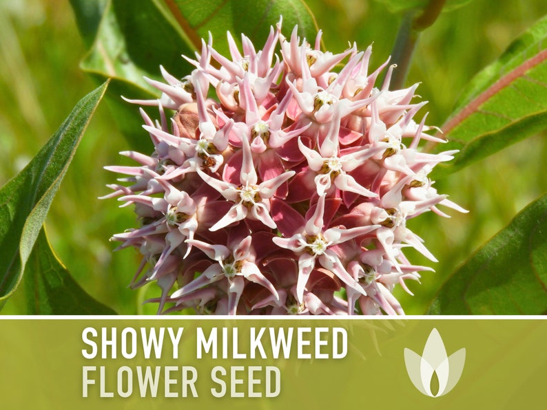 Showy Milkweed Seeds - Heirloom Seeds, Flower Seeds, Ascelpias Speciosa, Pollinator Garden, Monarch Garden, Native Wildflower, Non-GMO