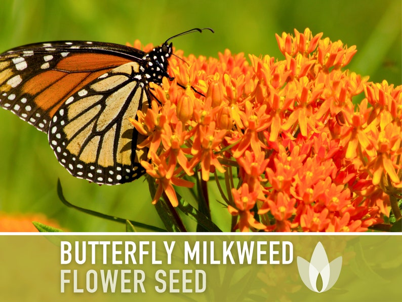 Butterfly Milkweed Seeds - Ascelpias Tuberosa, Heirloom Seeds, Monarch Butterfly, Common Milkweed Seeds, Native Seeds, Flower Seeds, Non-GMO