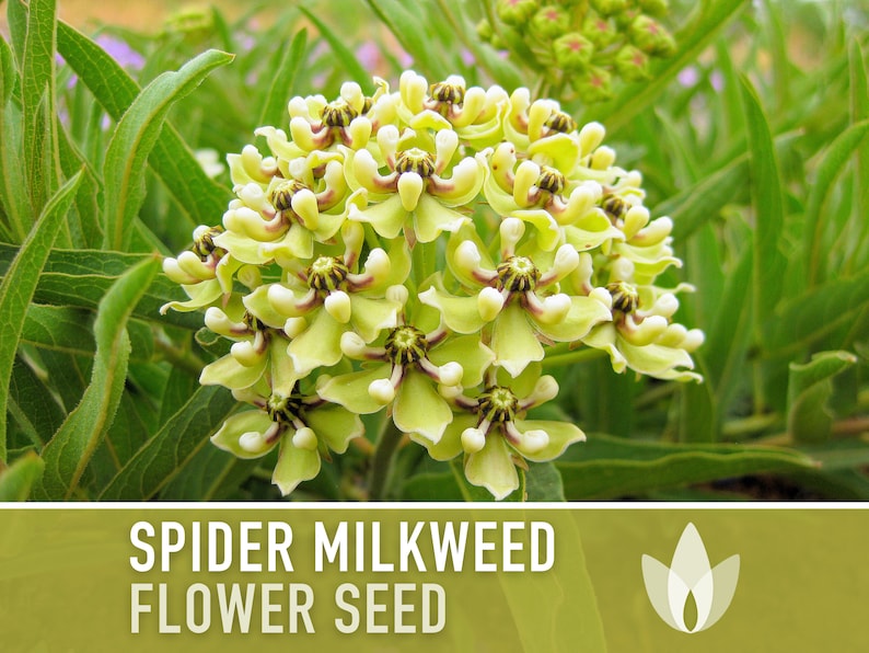 Spider Milkweed Seeds - Asclepias Viridis, Heirloom Seeds, Monarch Butterfly, Flower Seeds, Native Seeds, Green Milkweed, Non-GMO